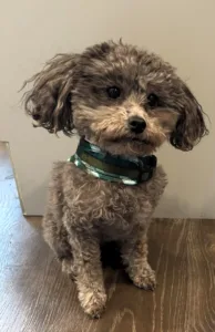 Ripley approves use of therapy dog at school